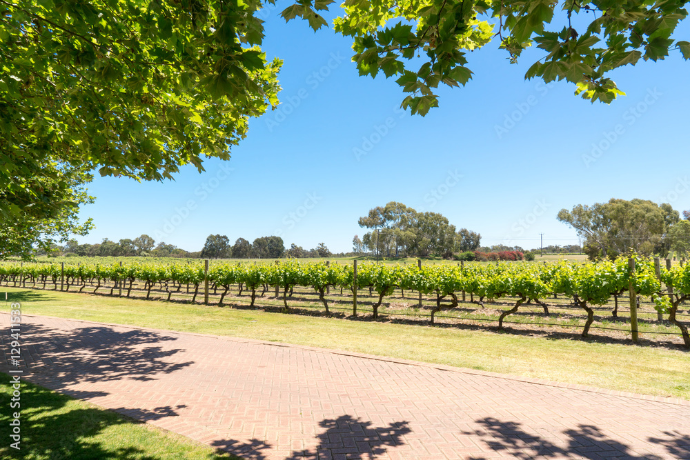 Close-up of tree leaves, backlit on blue sky and vineyard background.