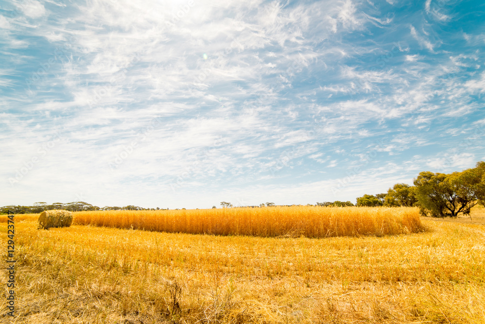 Hay and straw bales in the end of summer. Western Australia.