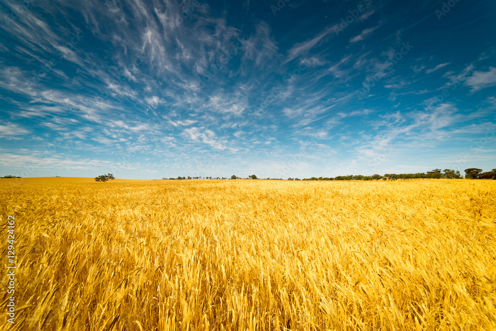 Field of Golden wheat under the blue sky and clouds