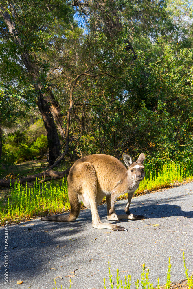 Kangaroo ,Walpole ,Australia .