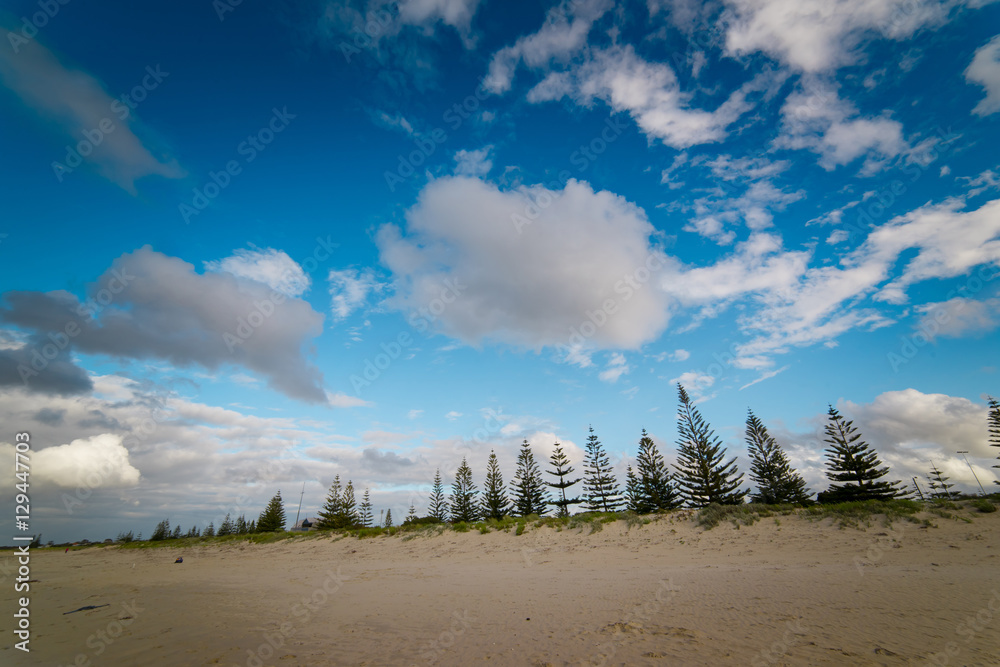 Busselton沙白色海滩上的松树在蓝天白云的夏日早晨提供树荫