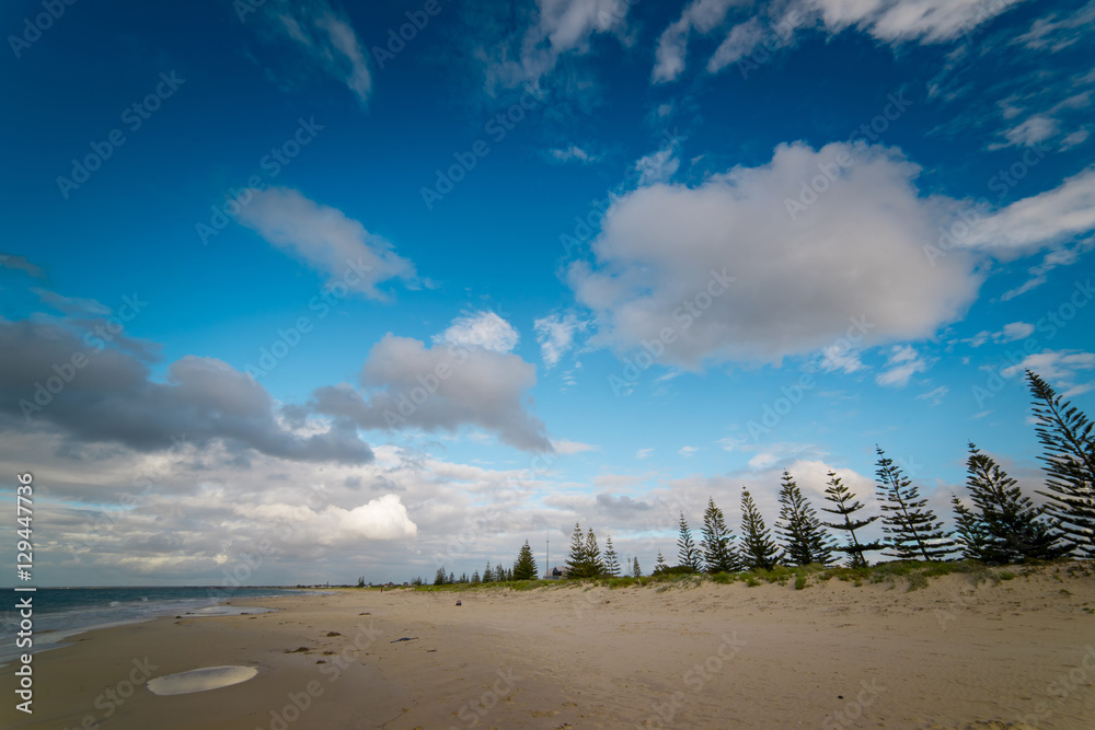 Busselton沙白色海滩上的松树在蓝天白云的夏日早晨提供树荫