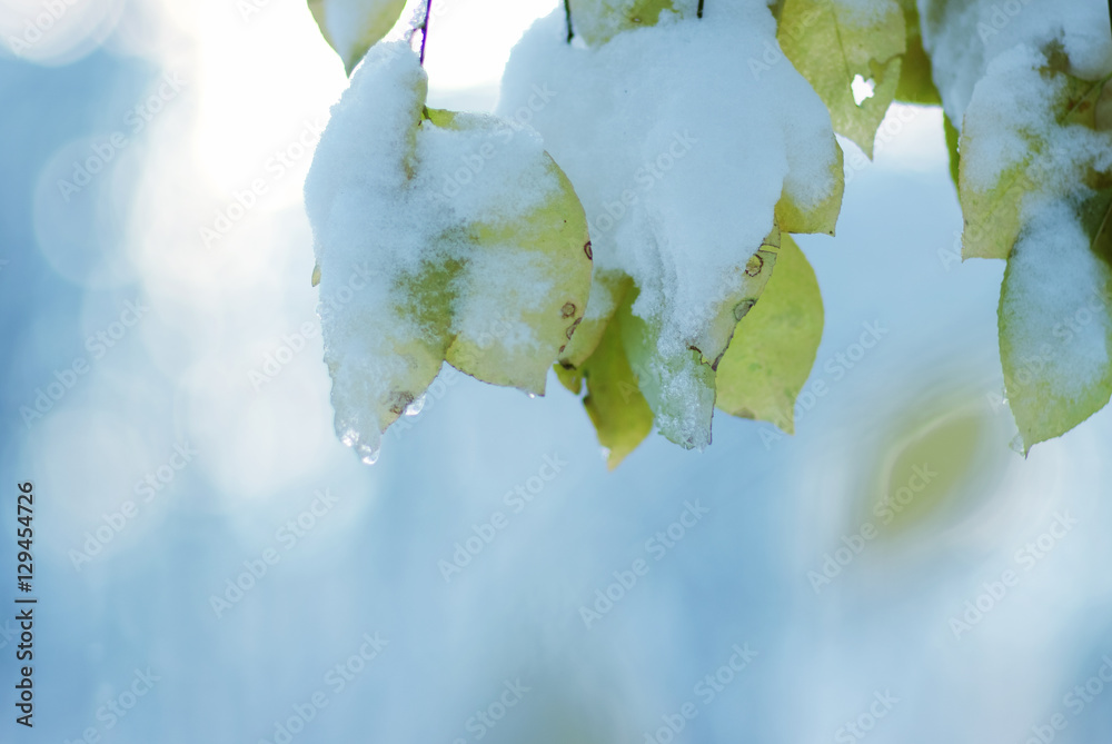 雪中黄叶