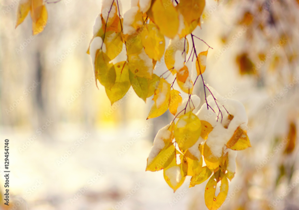 Yellow leaves in snow