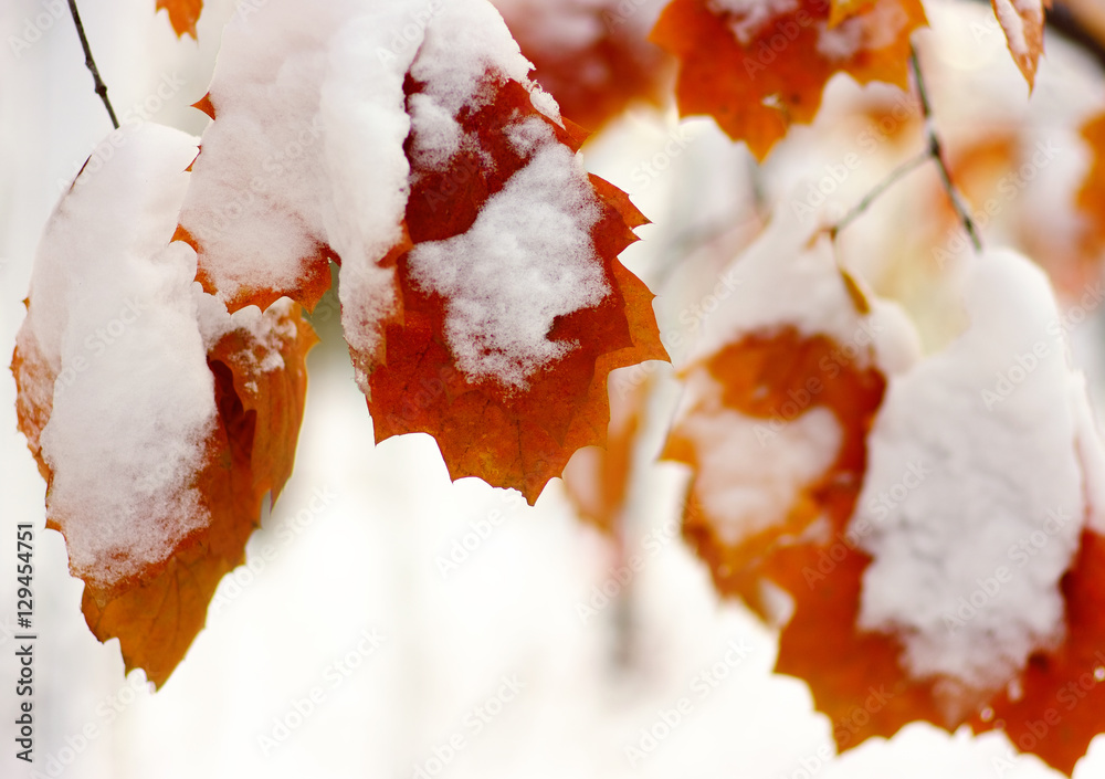 雪中黄叶