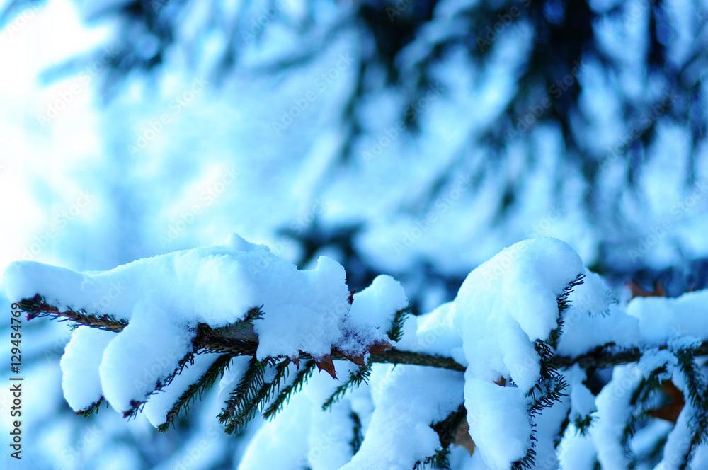 云杉树枝被雪覆盖