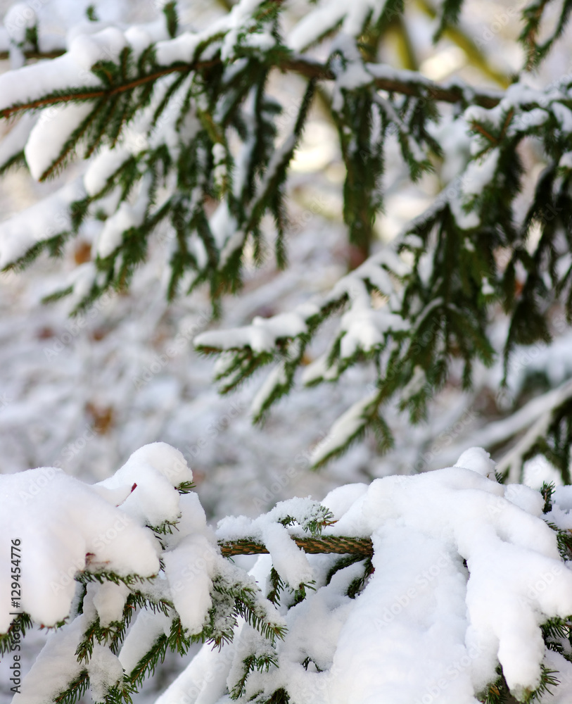 云杉树枝被雪覆盖