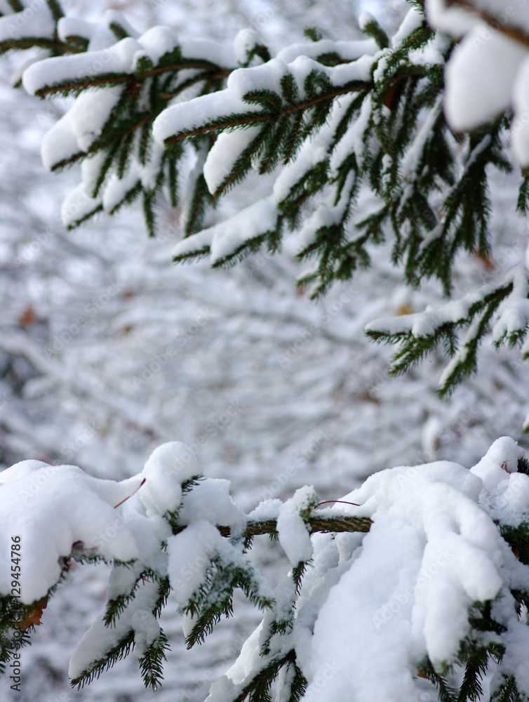 云杉树枝被雪覆盖