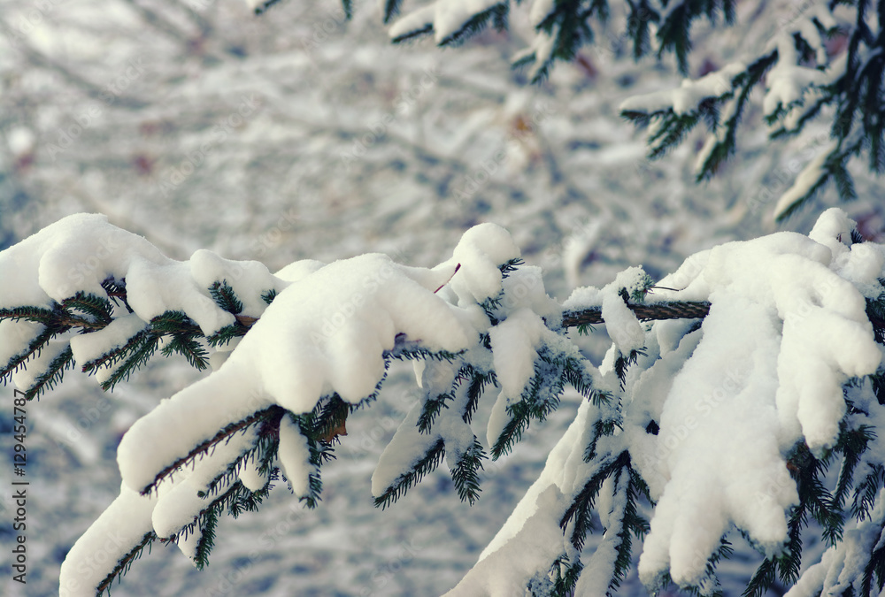 云杉树枝被雪覆盖