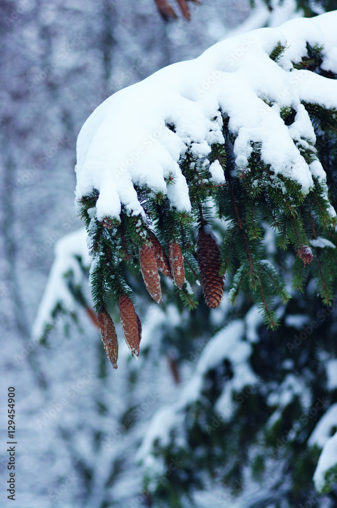 云杉树枝被雪覆盖