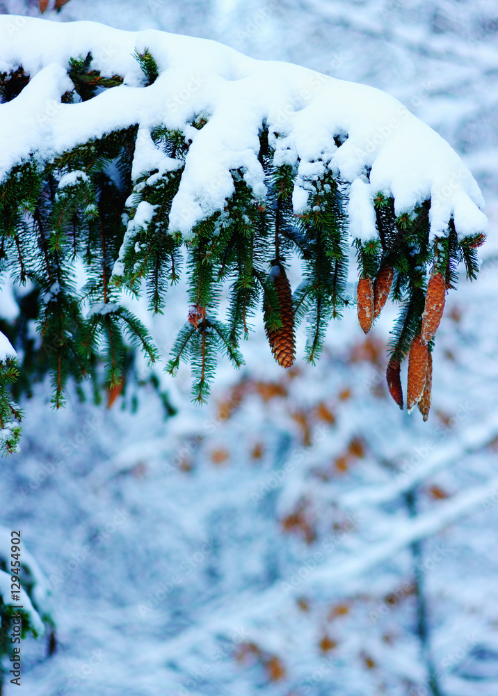 云杉树枝被雪覆盖