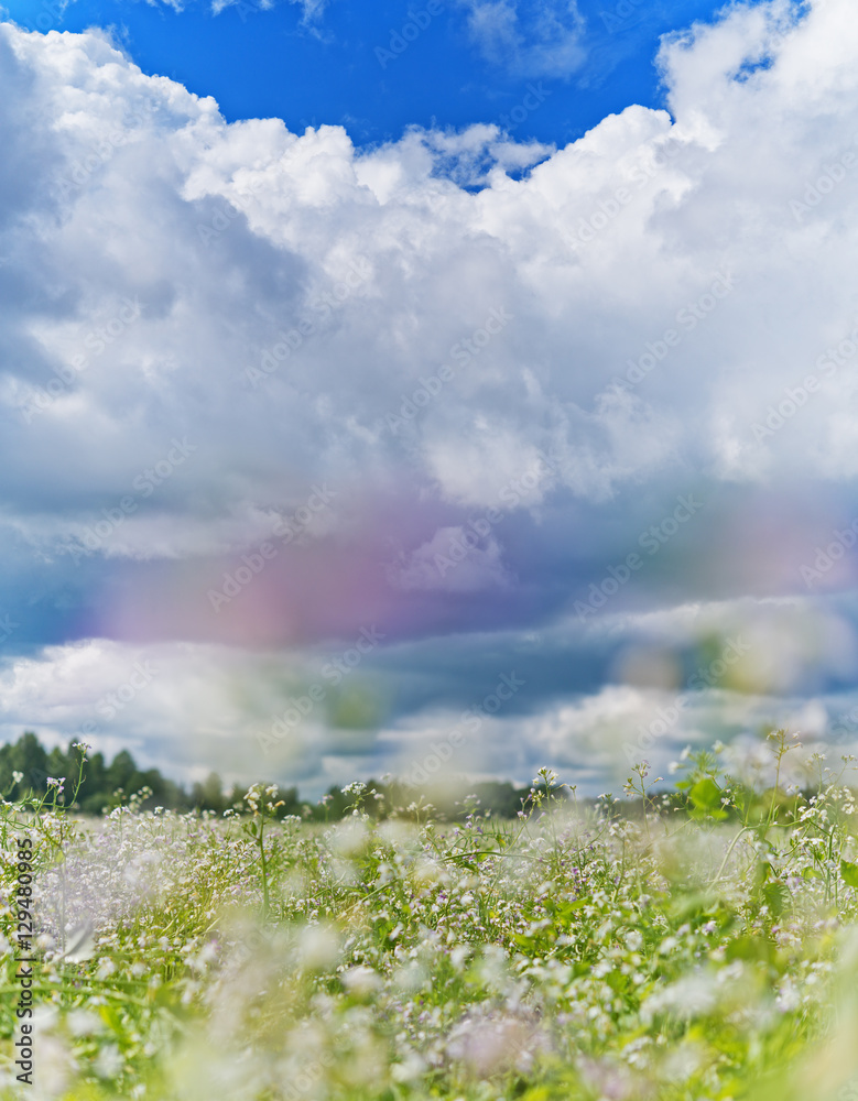 Field of blooming flovers in wind blurred movement and fluffy cl