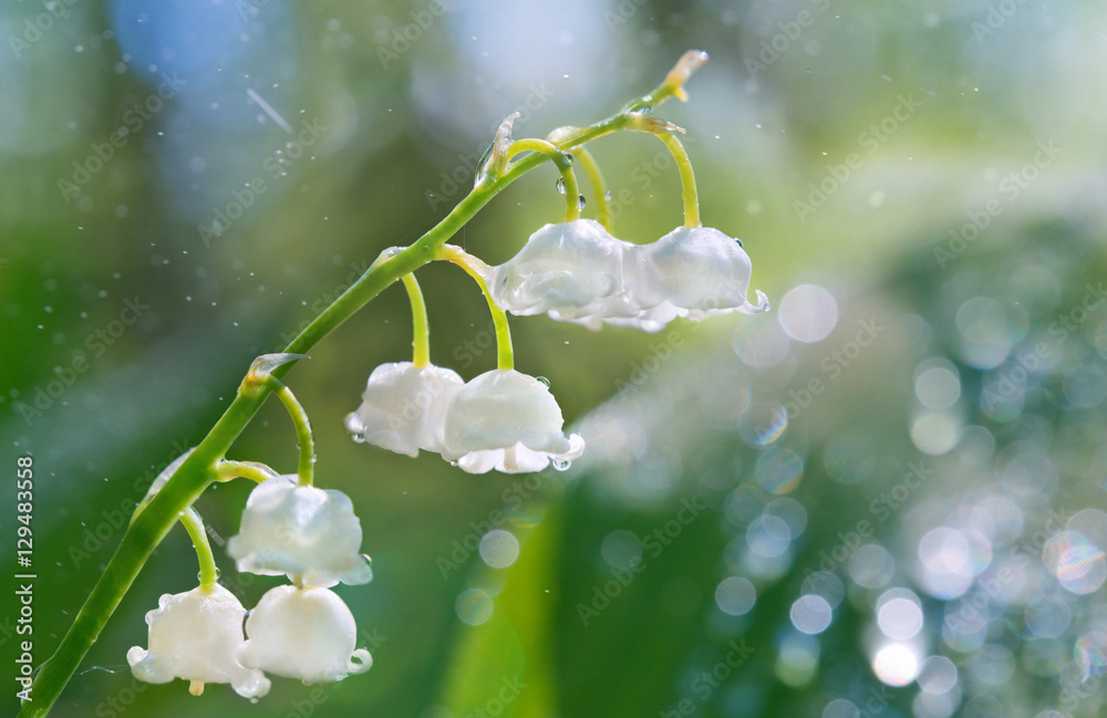 山谷百合花在雨中与bea合影