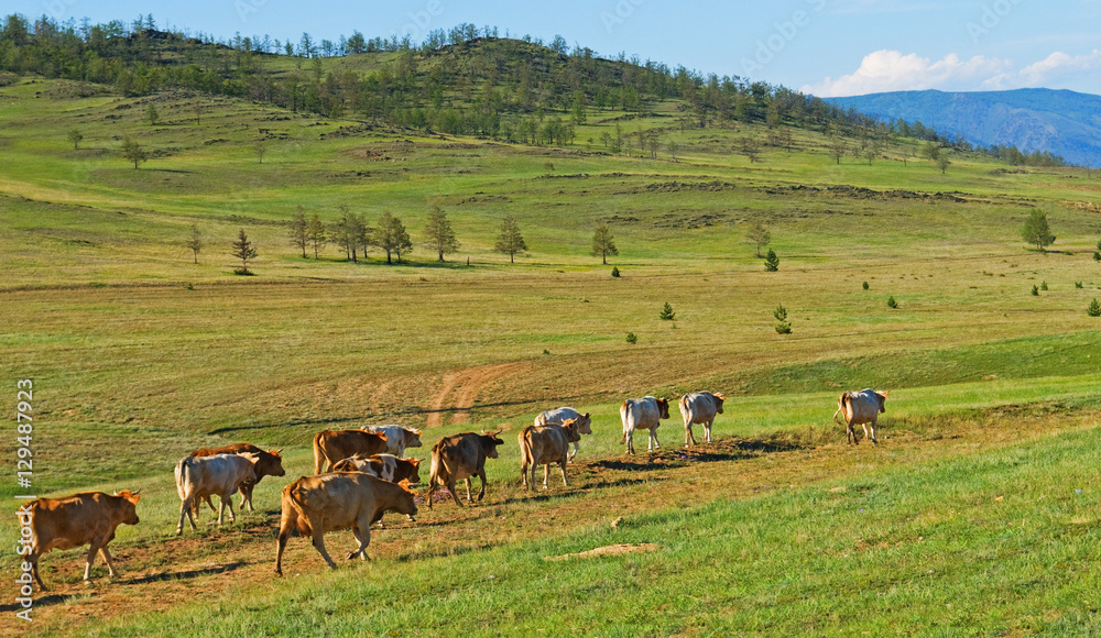 Herd of cows .