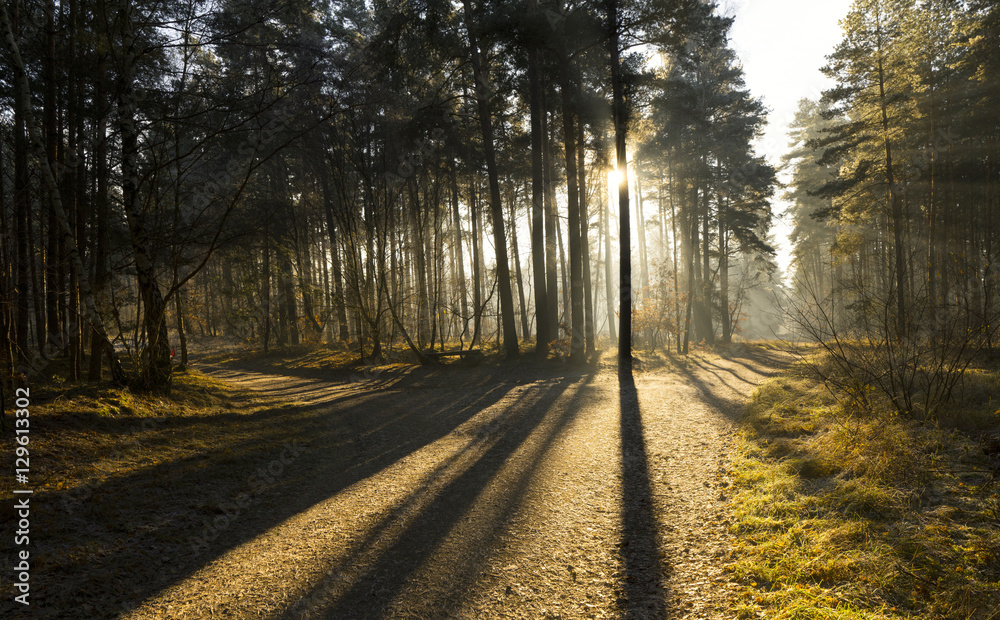 Nebliger Winterwald mit Sonnenstrahlen