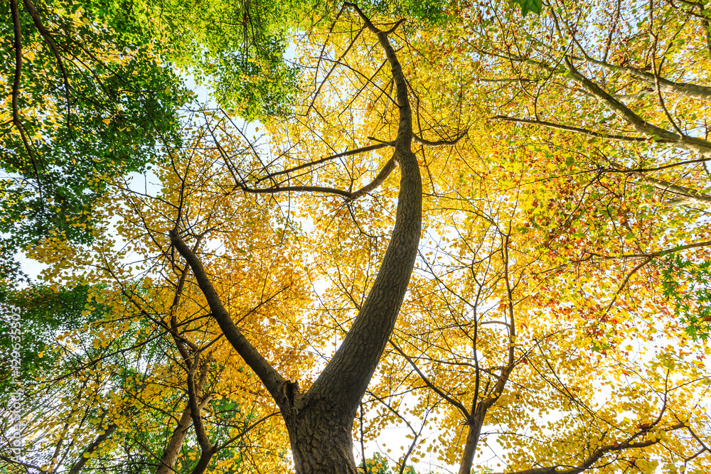 Ginkgo leaves in autumn color