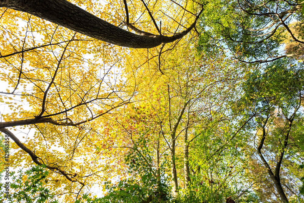 Ginkgo leaves in autumn color