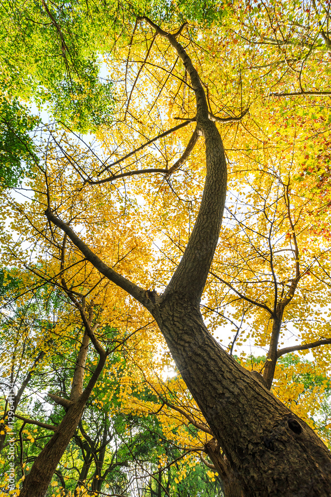 Ginkgo leaves in autumn color