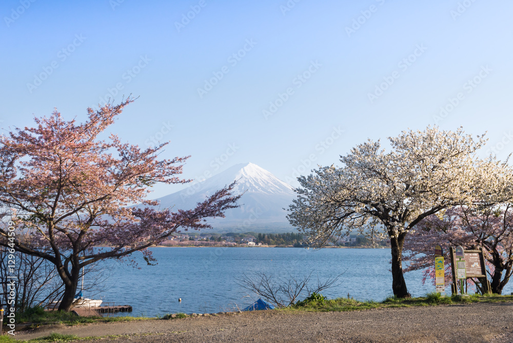 富士山和川口湖的樱花