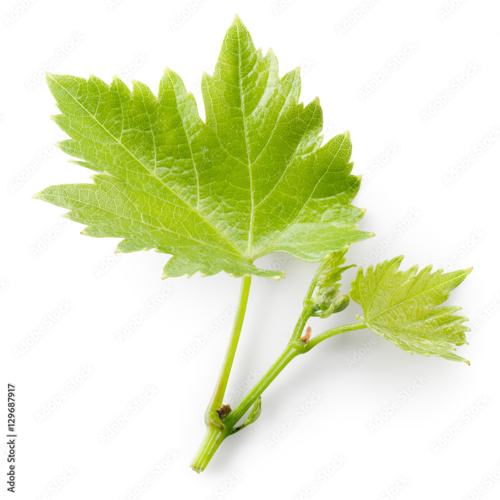 Grape leaves on branch isolated on white background.