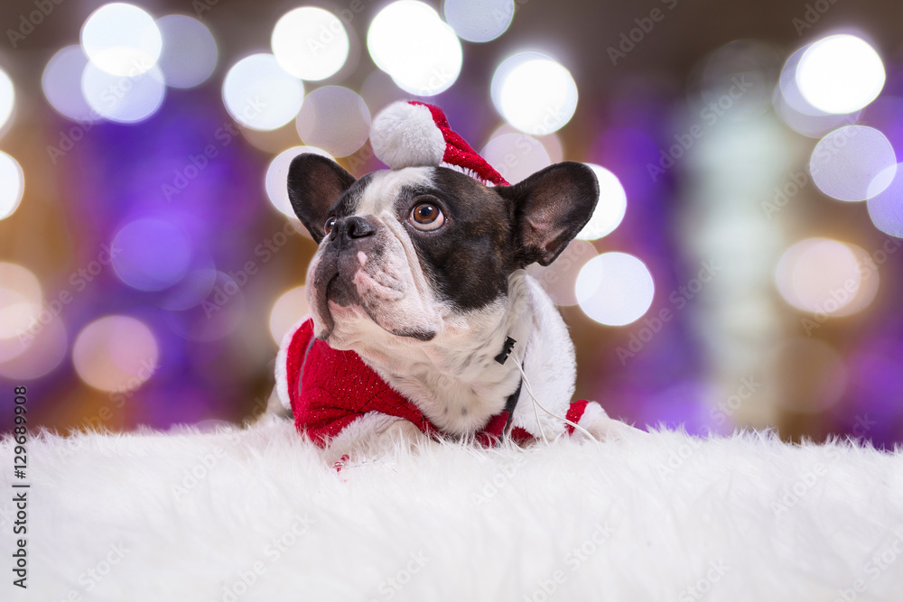 圣诞节穿圣诞老人服装的法国斗牛犬