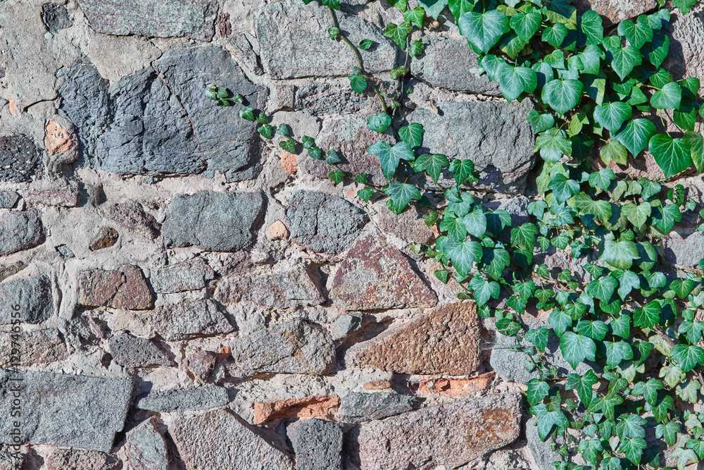 Old stone wall with ivy as background