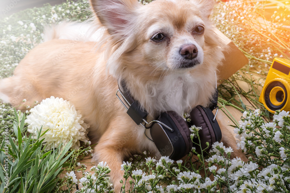 cute chihuahua brown dog sitting relax with flower camera and be