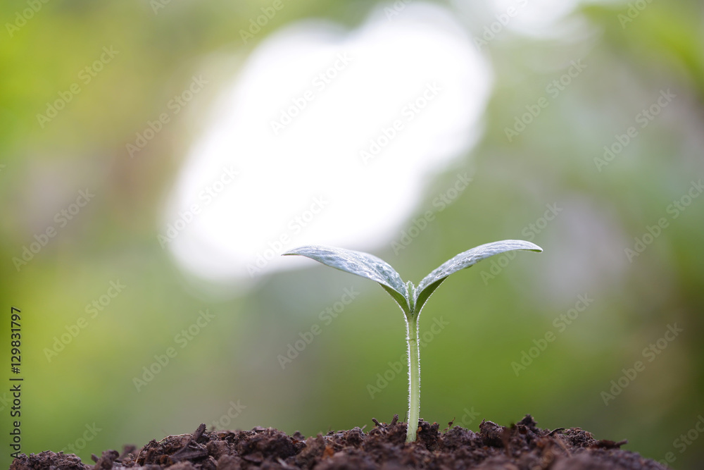 Growing tree