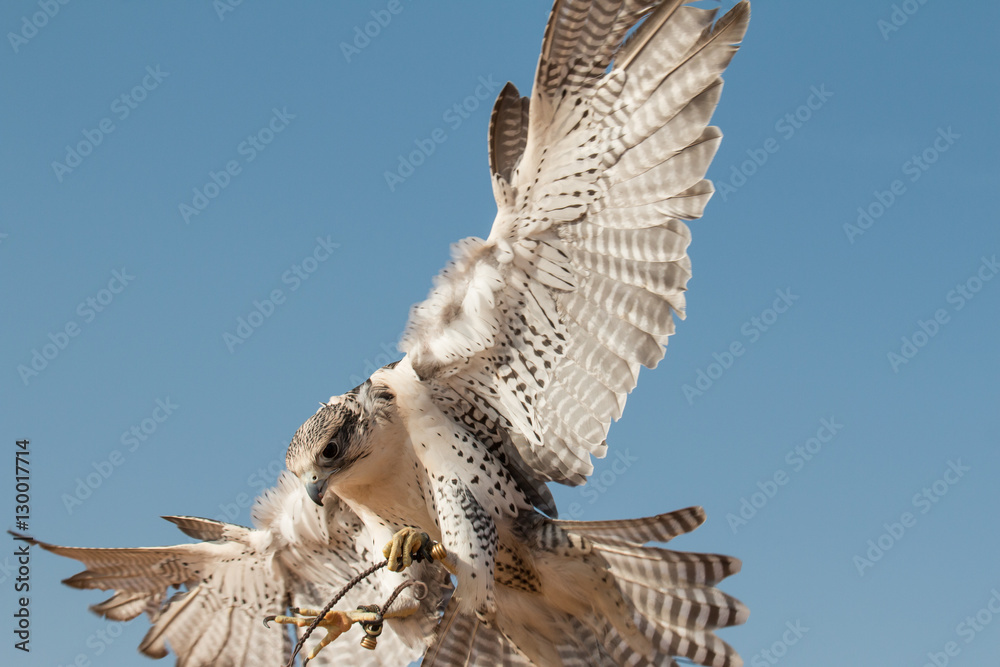 Portrait of a male saker falcon during a falconry training. Dubai, UAE.