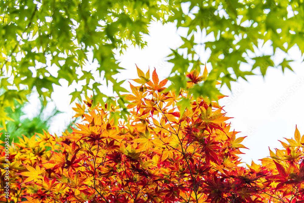 Beautiful Colorful Red Maple Leaf background 