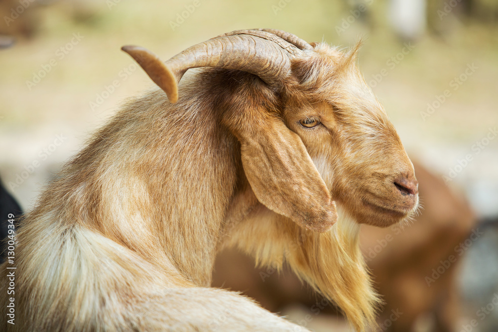 Goat looking sideways at the elegant blonde.