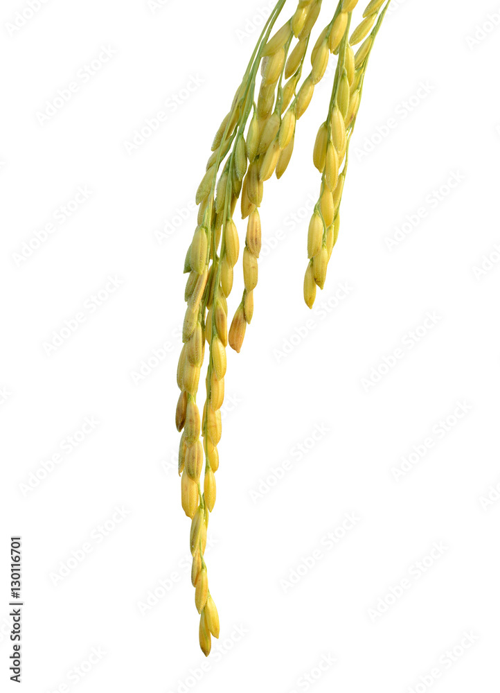 growing rice on white background