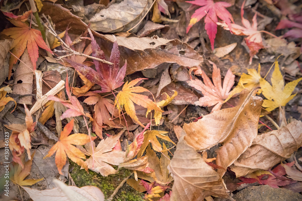 紅葉