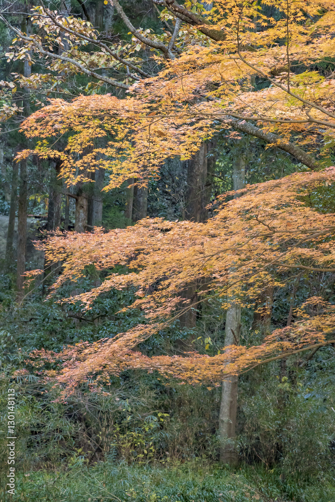 紅葉