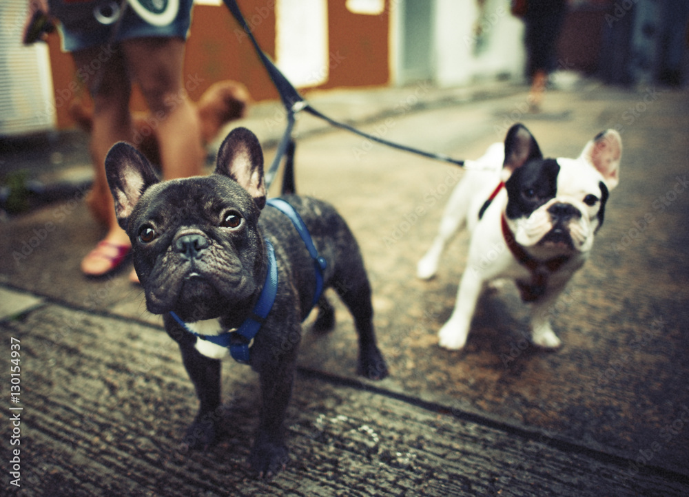 French Bulldog Take a Walk Lovely Pet Animal Concept