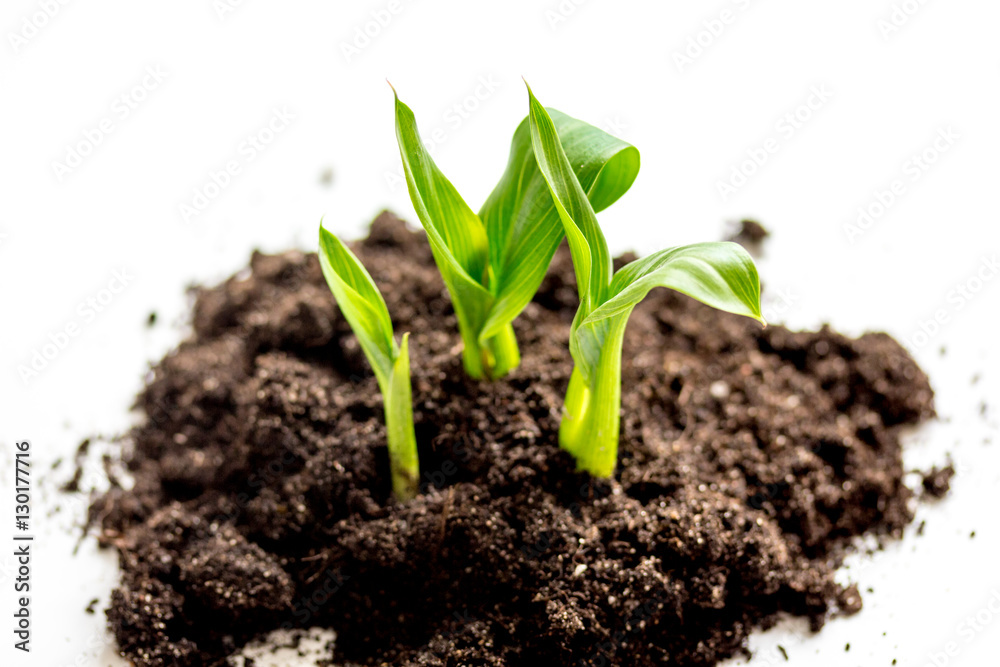 Concept birth of idea- sprout from soil on white background