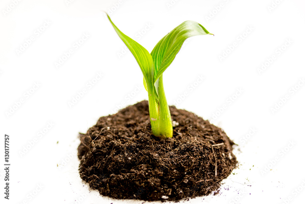 Concept birth of idea- sprout from soil on white background