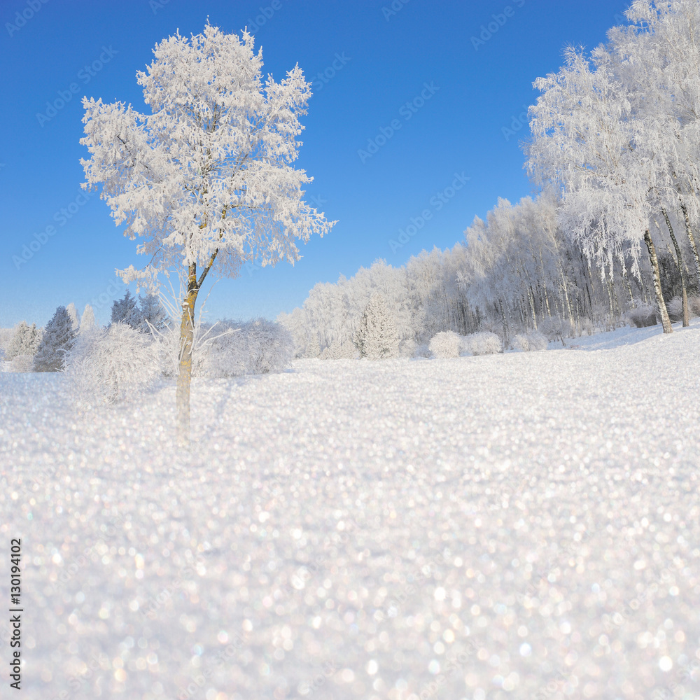 Winter landscape with snowy trees and snowflakes