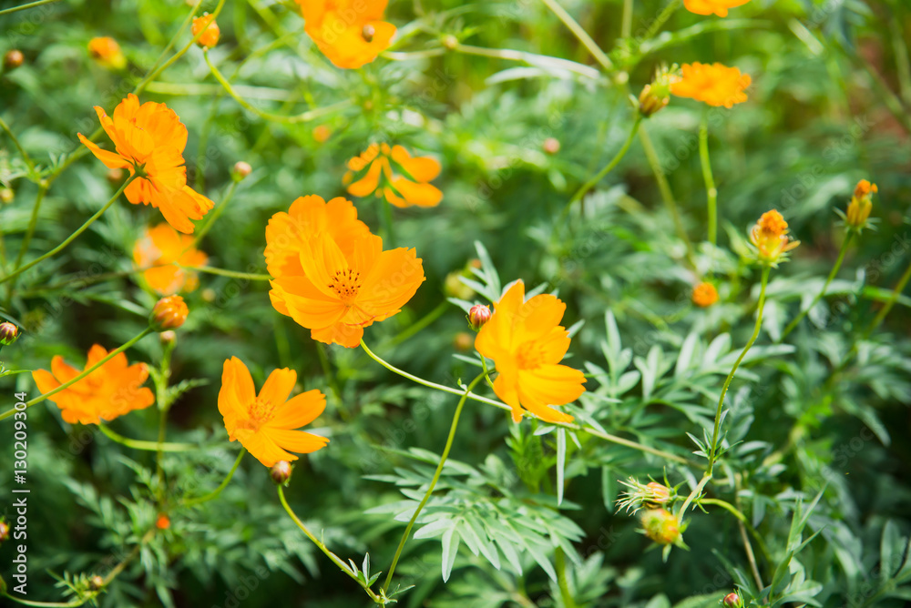 yellow flowers background