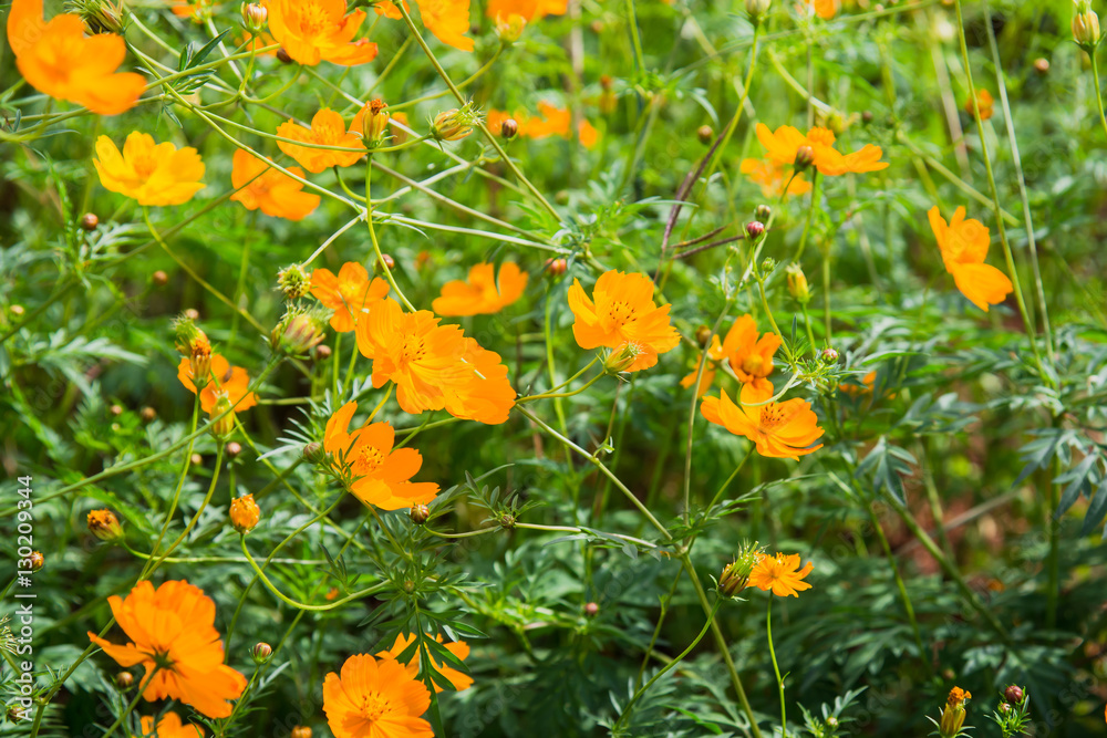 yellow flowers background