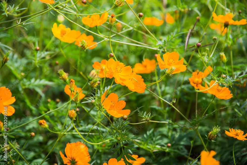 yellow flowers background