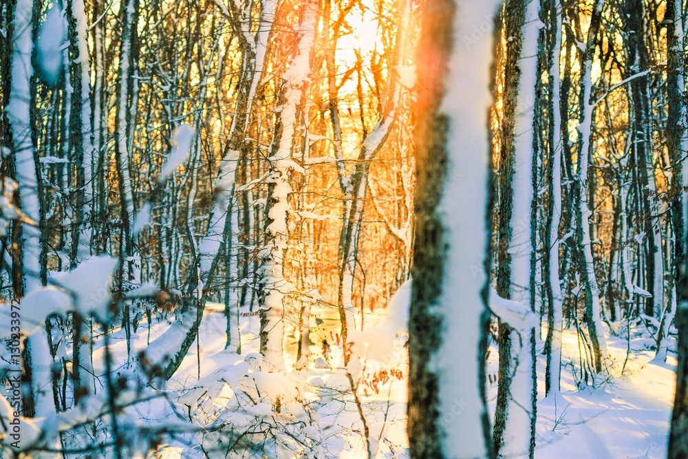 Winter landscape.