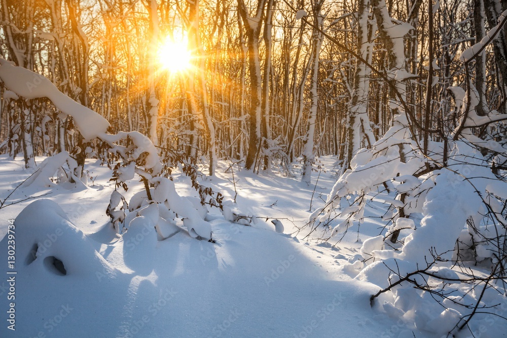 Winter landscape.