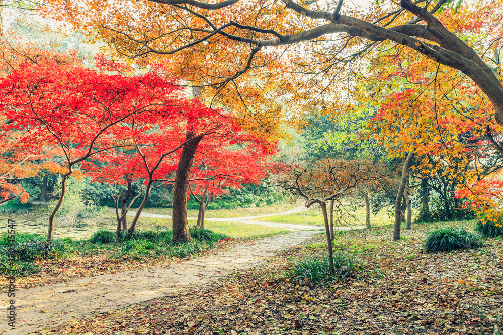 Autumn landscape