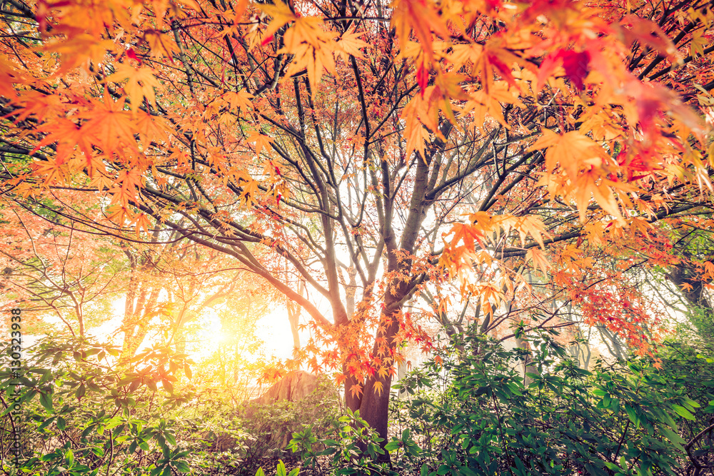 Autumn maple landscape in the foggy morning