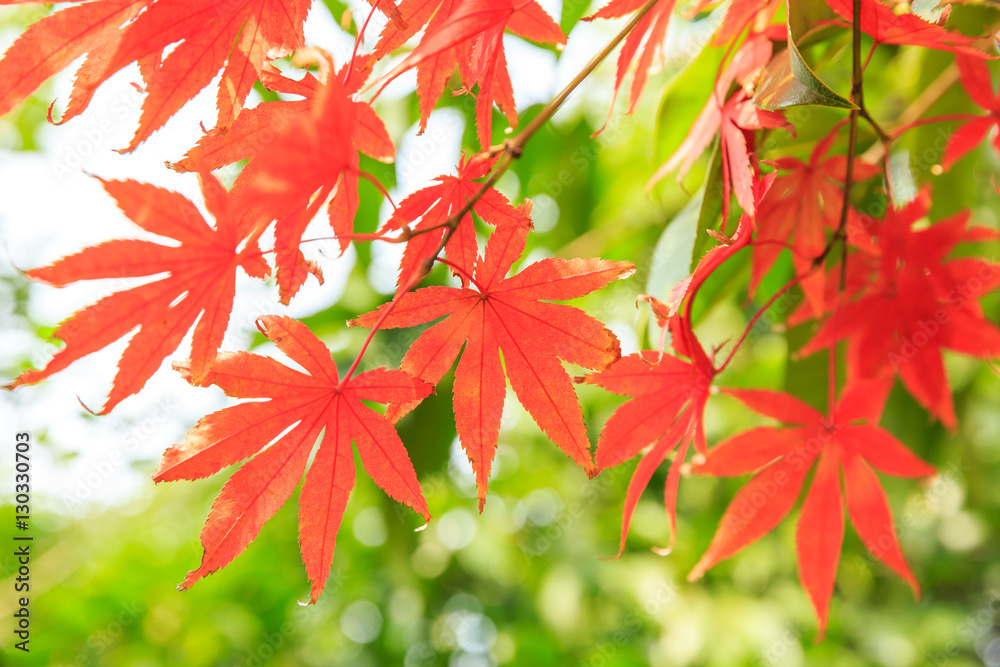 Autumn maple leaves background