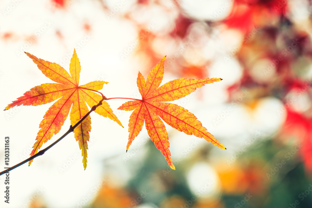 Autumn maple leaves background