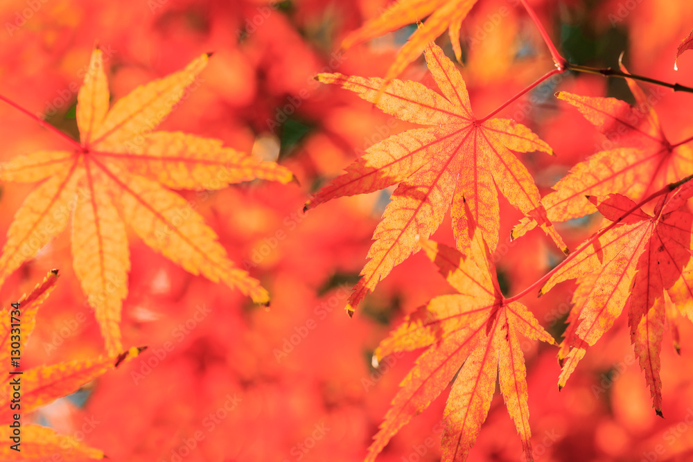 Autumn maple leaves background