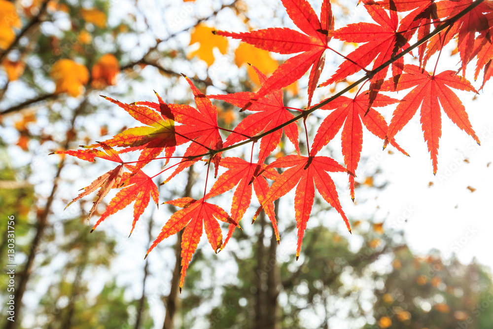 Autumn maple leaves background