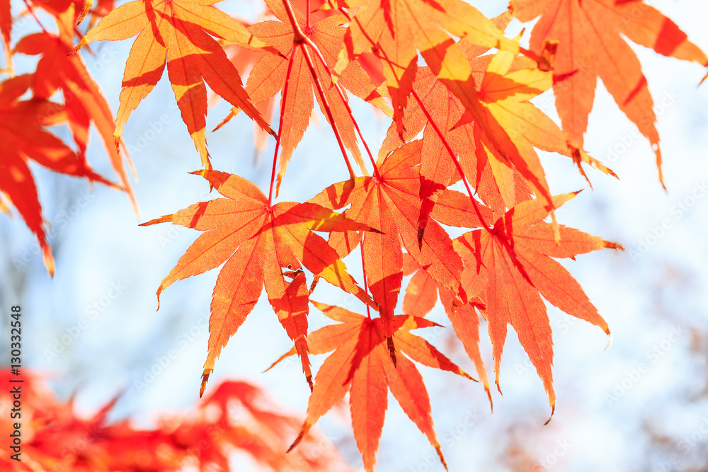 Autumn maple leaves background